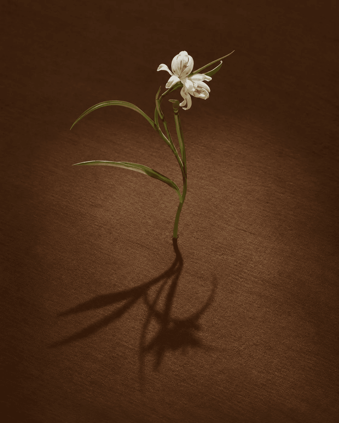Soléia flower on warm brown background