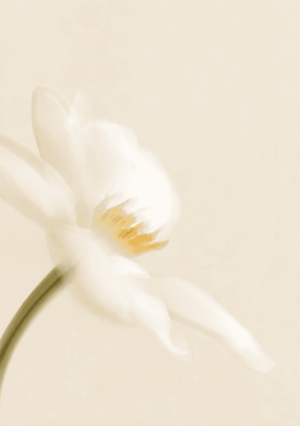 Soft white Soléia flower